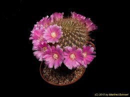 Sulcorebutia cylindrica v. crucensis HS44 2268